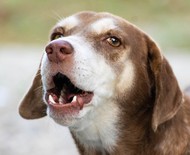 Comunicação canina: entenda o que quer dizer o latido do seu pet
