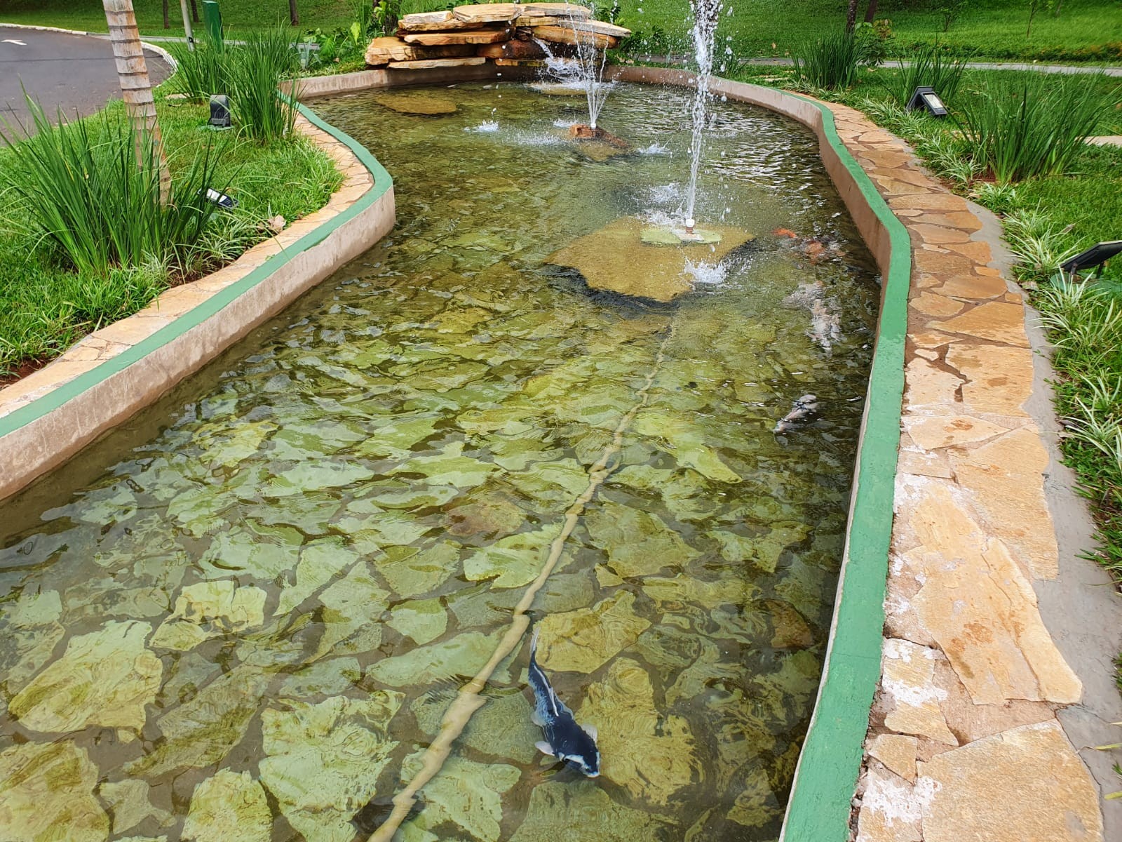 Lagos do Jardim Sabiá recebem carpas coloridas em Uberlândia