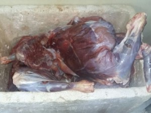 Carne de veado estava em um isopor; pescador negou ter caçado o animal (Foto: Divulgação/Polícia Militar)