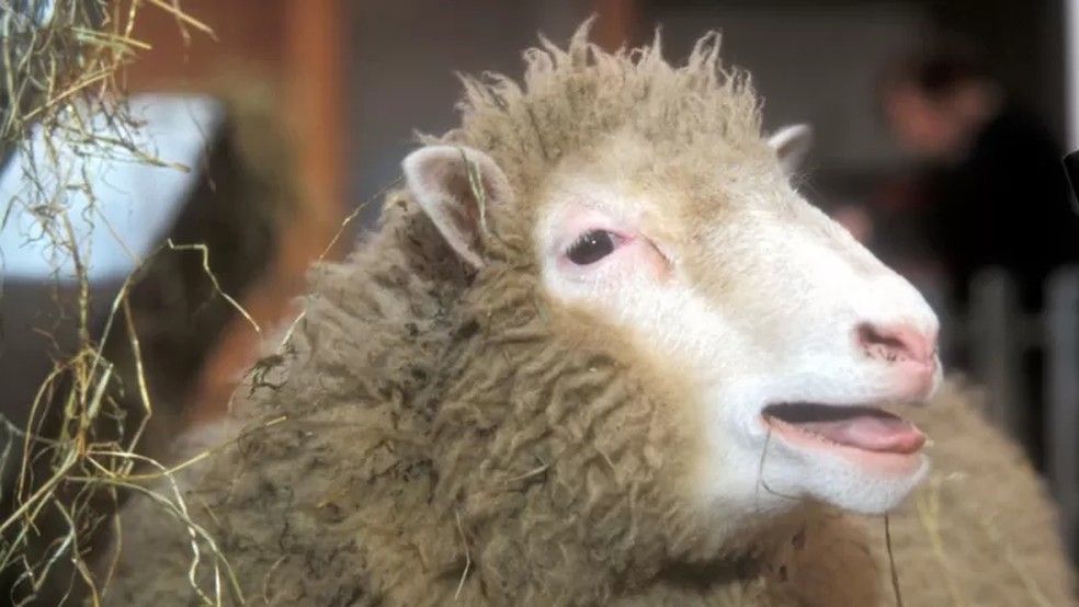 A ovelha Dolly foi clonada para encontrar a cura para doenças relacionadas ao envelhecimento — Foto: BBC