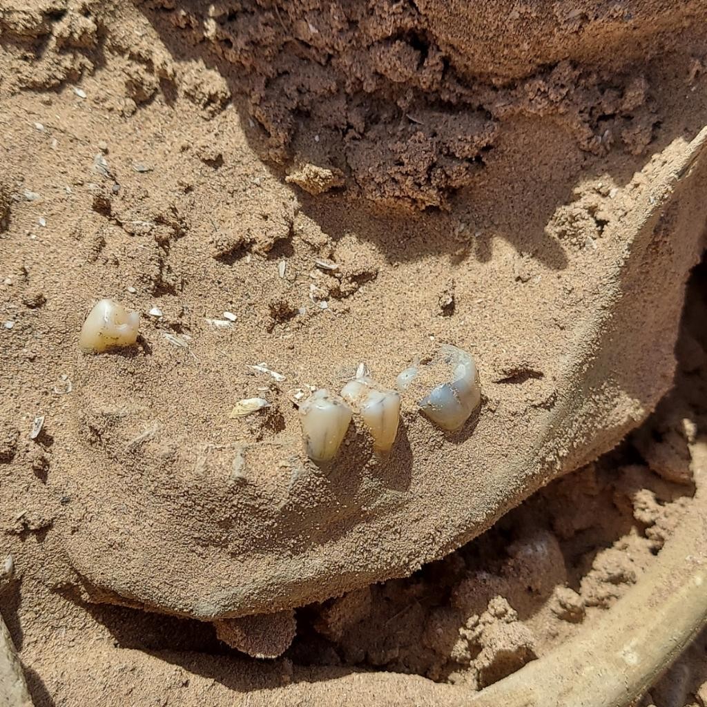 Novos restos mortais encontrados com a seca no Lago Mead, nos EUA (Foto: reprodução twitter)