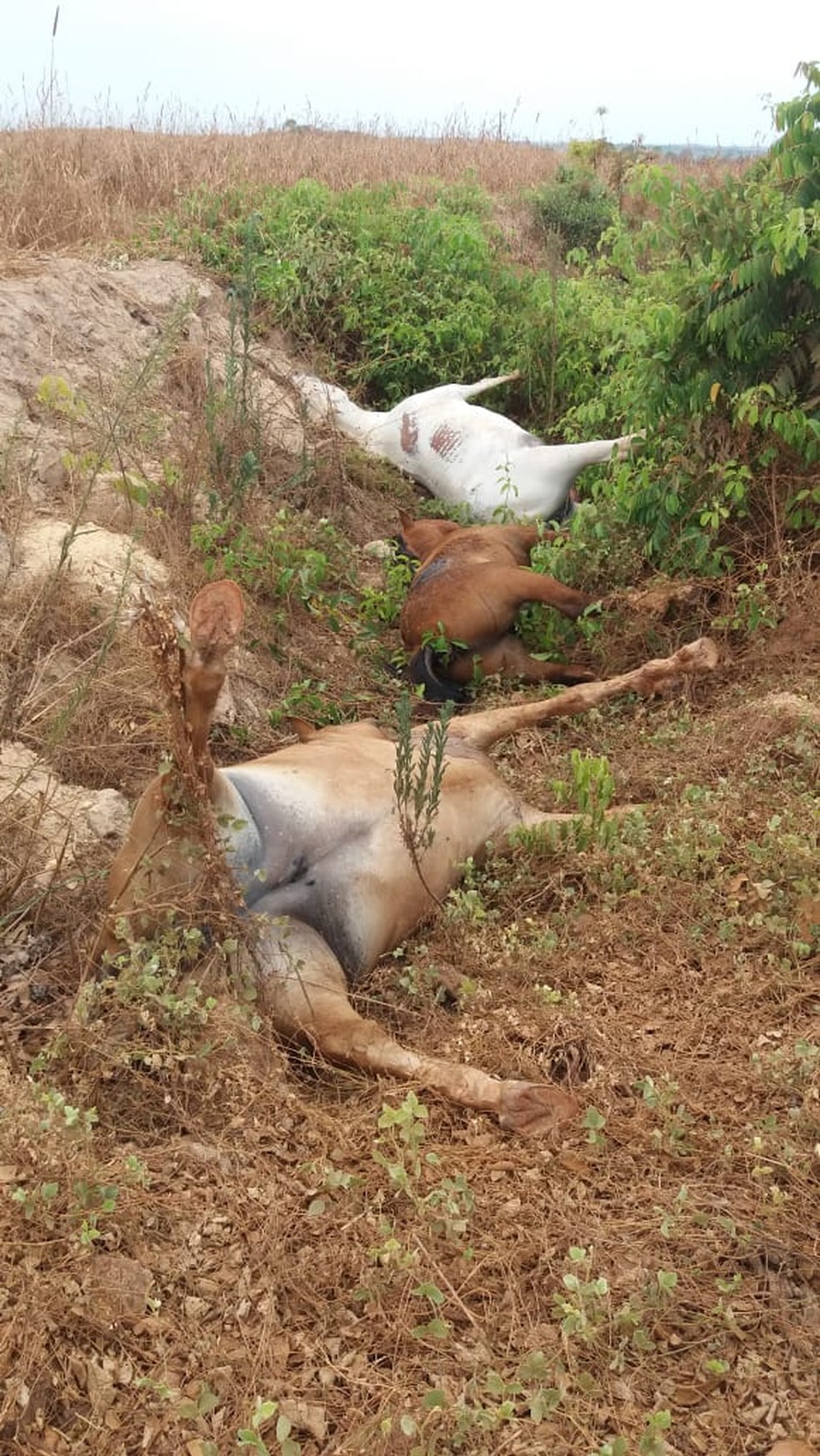 Animais foram encontrados mortos às margens de rodovia — Foto: Deuzaide Dutra/Arquivo pessoal