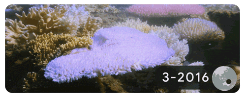 Branqueamento de corais em Lizard Island, na Austrália, na região da Grande Barreira de Corais, em  todos os meses de março a maio de 2016 (Foto: Google, )