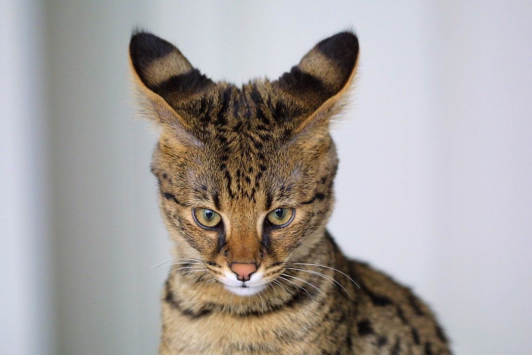 A raça savannah também é híbrida: provém do cruzamento entre o gato doméstico e o serval (Foto: Wikipedia/ Jason Douglas/ Wikimedia Commons)