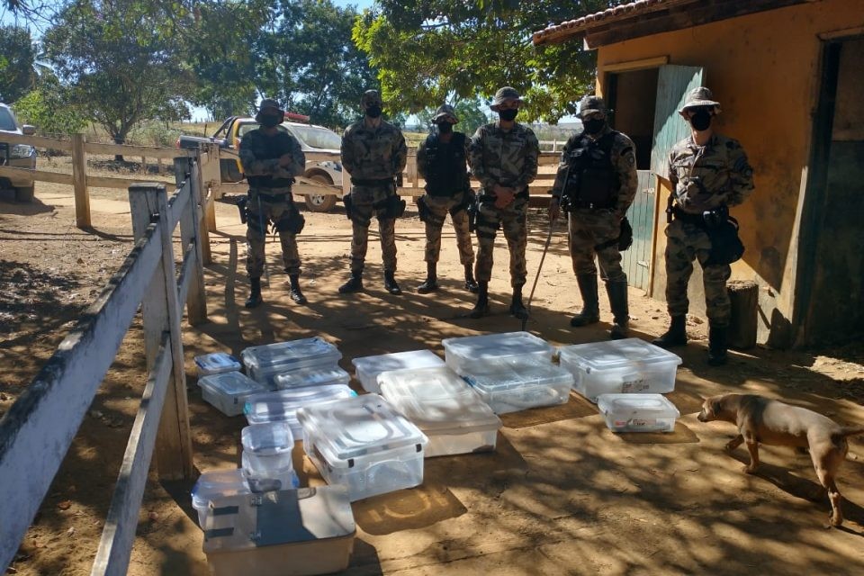 Polícia investiga tráfico de animais silvestres no DF (Foto: Reprodução)