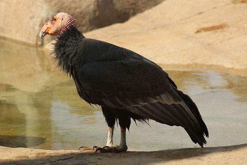  Ave California condor (Gymnogyps californianus) (Foto: Stacy/Wikimedia Commons)