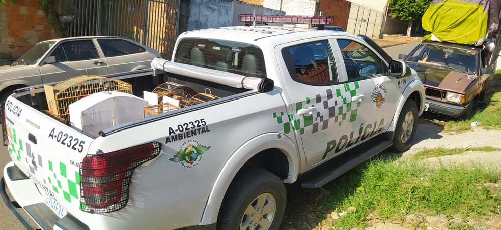 Aves foram resgatadas em Presidente Prudente (SP) nesta sexta-feira (6) — Foto: Polícia Militar Ambiental
