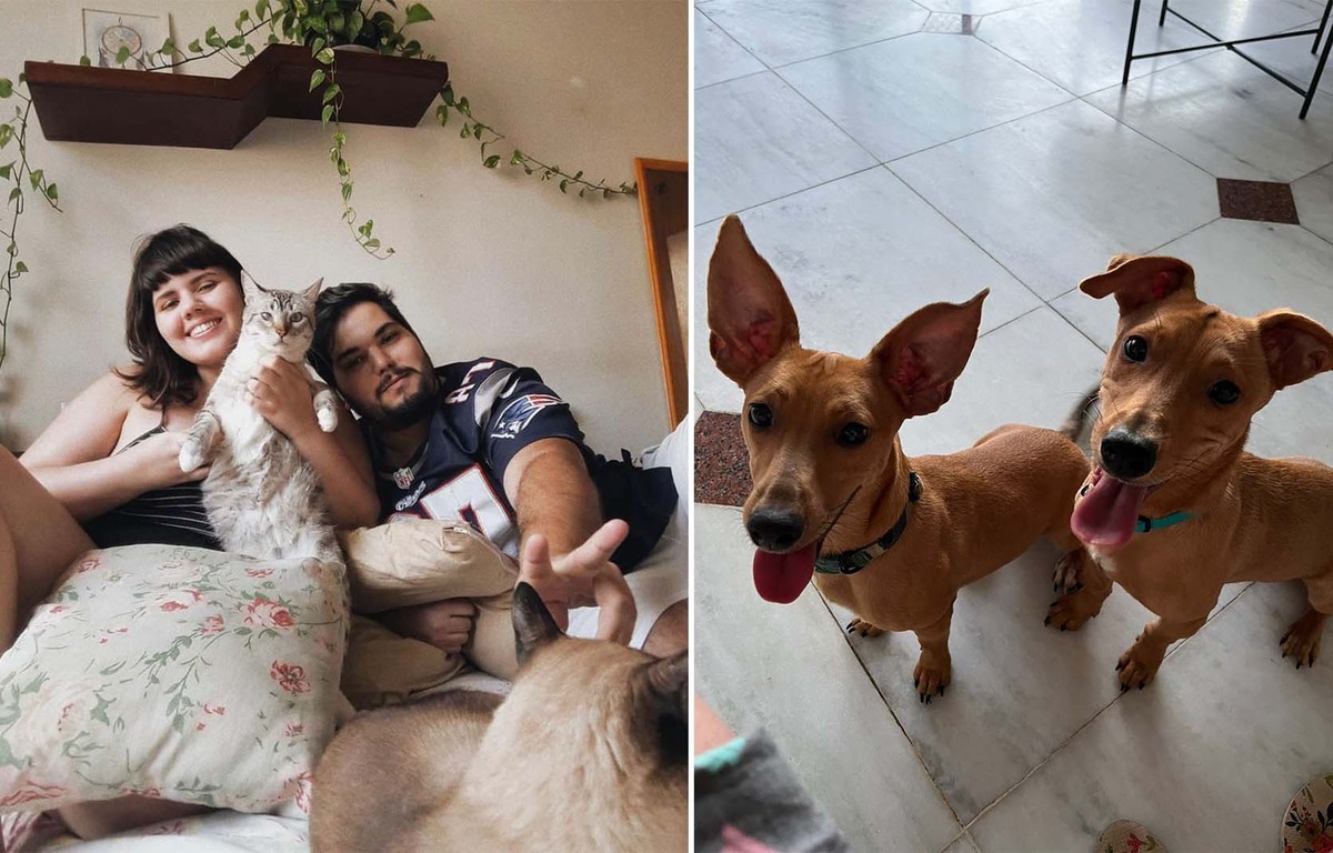 Cães e gatos podem viver em harmonia?  Veja dicas de como aproximar os pets sem traumas |  Animais de estimação