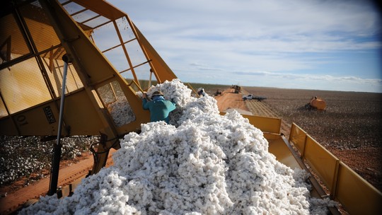 Produção global de algodão deve somar 25,09 milhões de t em 2022/23