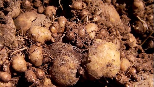 Sistema da Embrapa garante boa produtividade do mangarito