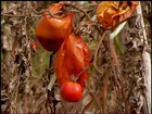 Produtores de tomate de MG sofrem com a estiagem e o calor