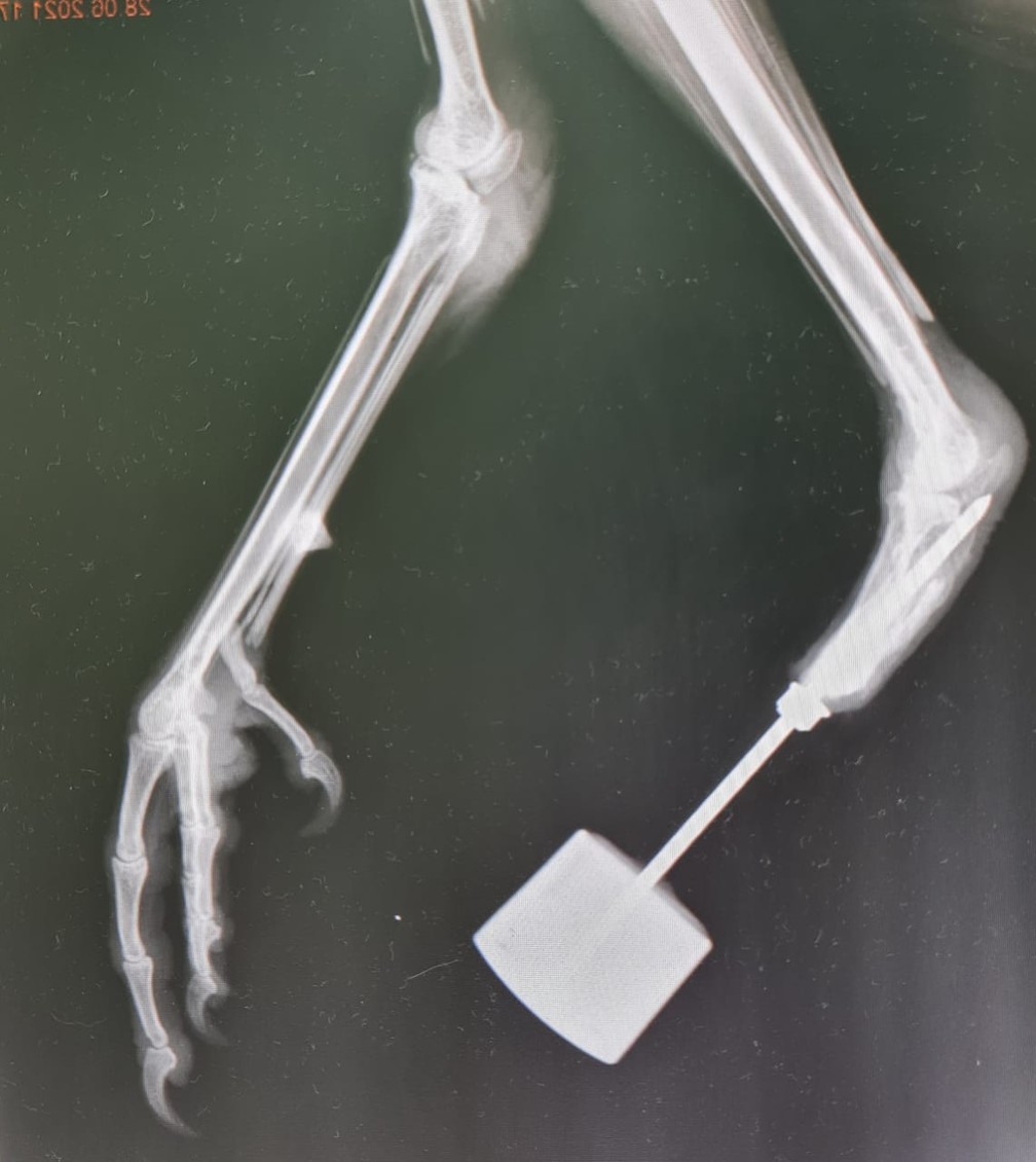 Prótese de titânio foi inserida na pata esquerda do pavão — Foto: Reprodução/EPTV
