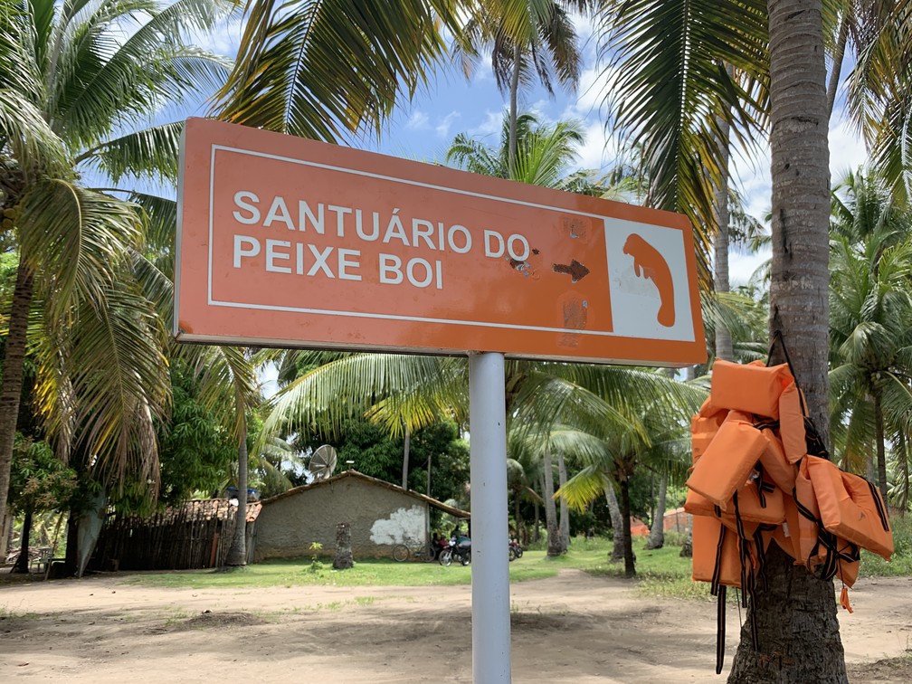 Rota Ecológica dos Mialgres é conhecida por abrigar um mamífero que pouco se vê em outros destinos do país: o peixe-boi — Foto: Celso Tavares/G1