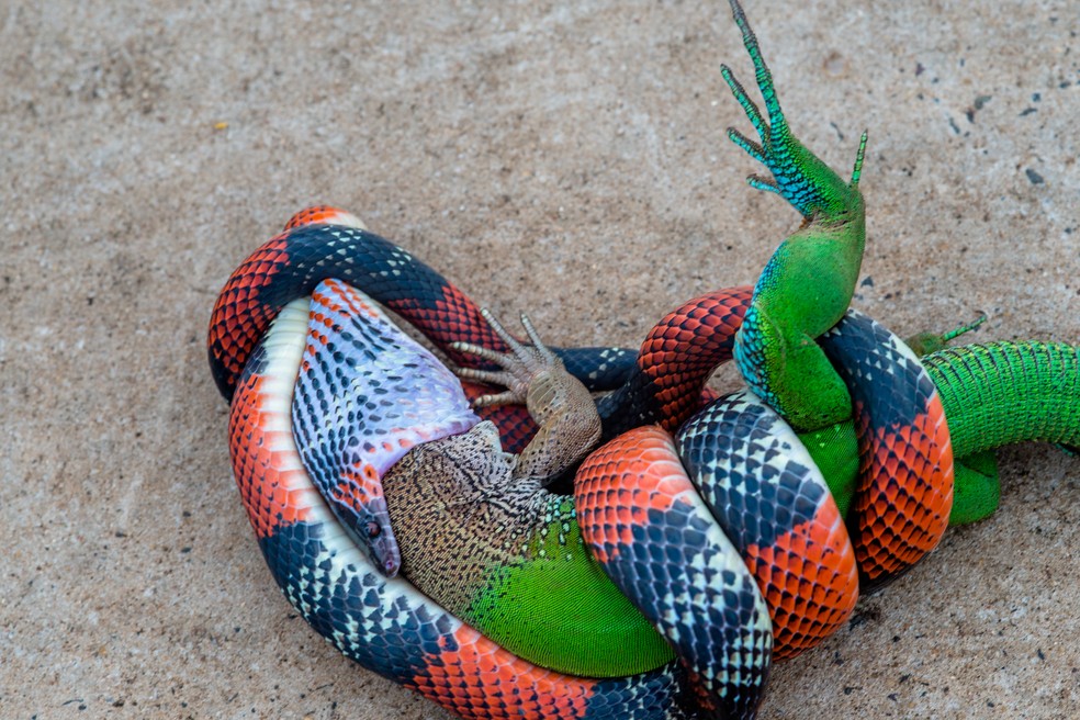 Lagarto ficou totalmente imobilizado pela cobra que se enrolou em volta de seu corpo (Foto: Junior Esteves)