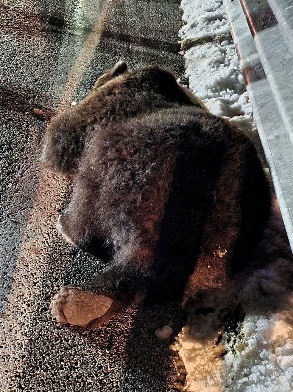 O urso Juan Carrito depois de ser atropelado na Itália — Foto: Divulgação Parco nazionale d'Abruzzo/Reuters