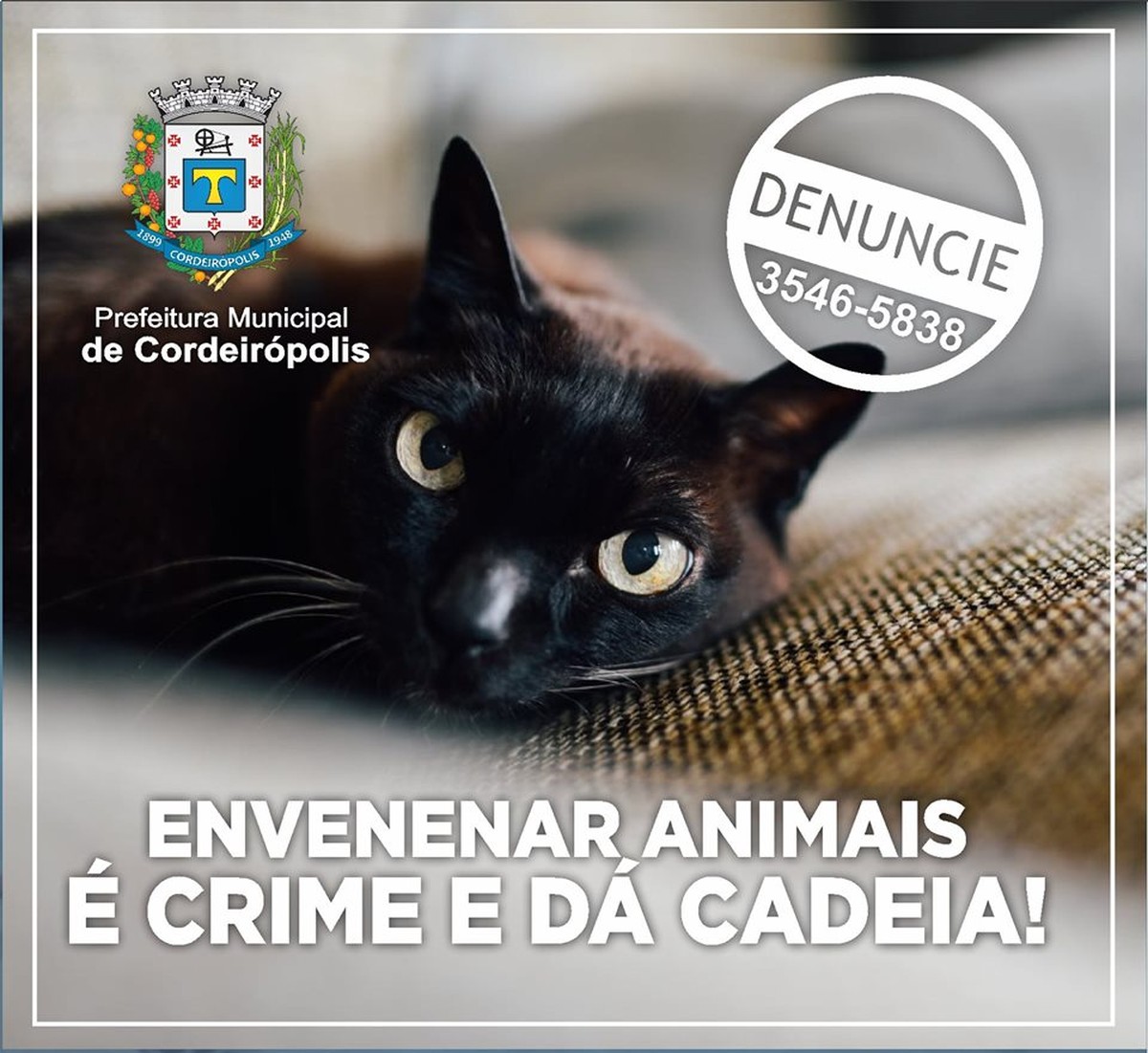 Onda De Envenenamentos De Animais Leva Prefeitura De Cordeiropolis A Iniciar Campanha De Conscientizacao Piracicaba E Regiao G1