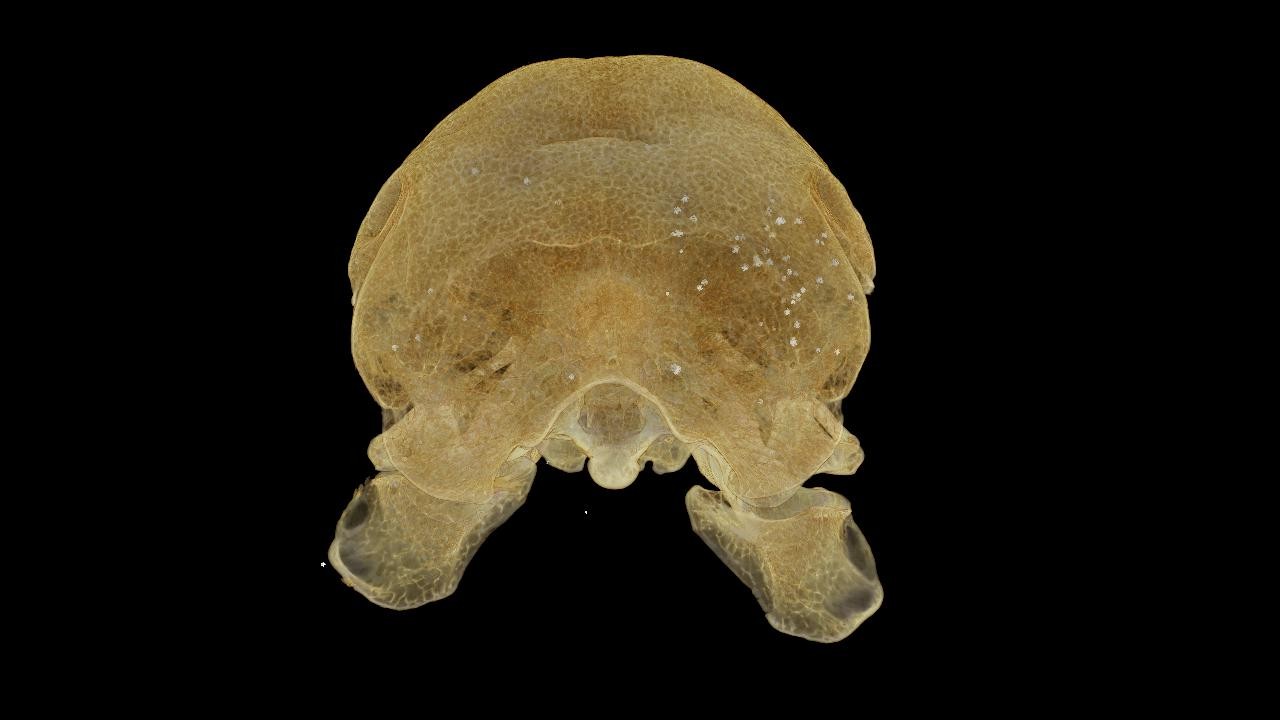Restos das balas podem ser vistos em branco na imagem do crânio do dodô de Oxford (Foto: WMG/University of Warwick)