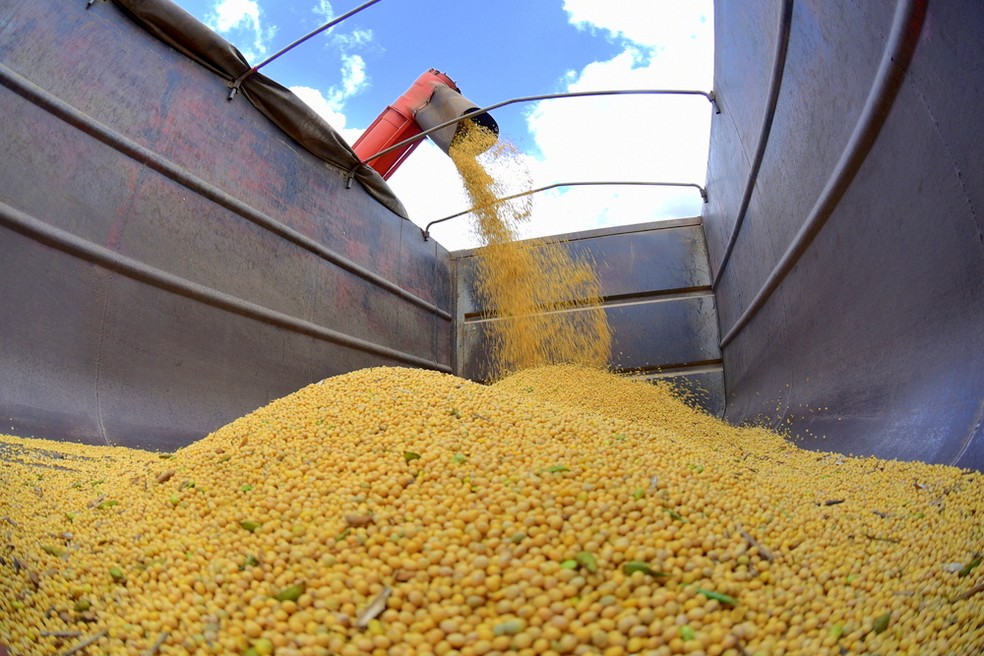 A soja e o milho são as principais rações da pecuária no Brasil.  — Foto: Governo de Roraima