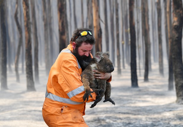  Coala é resgatado em uma floresta em chamas na ilha Kangaroo (Foto: Reuters)