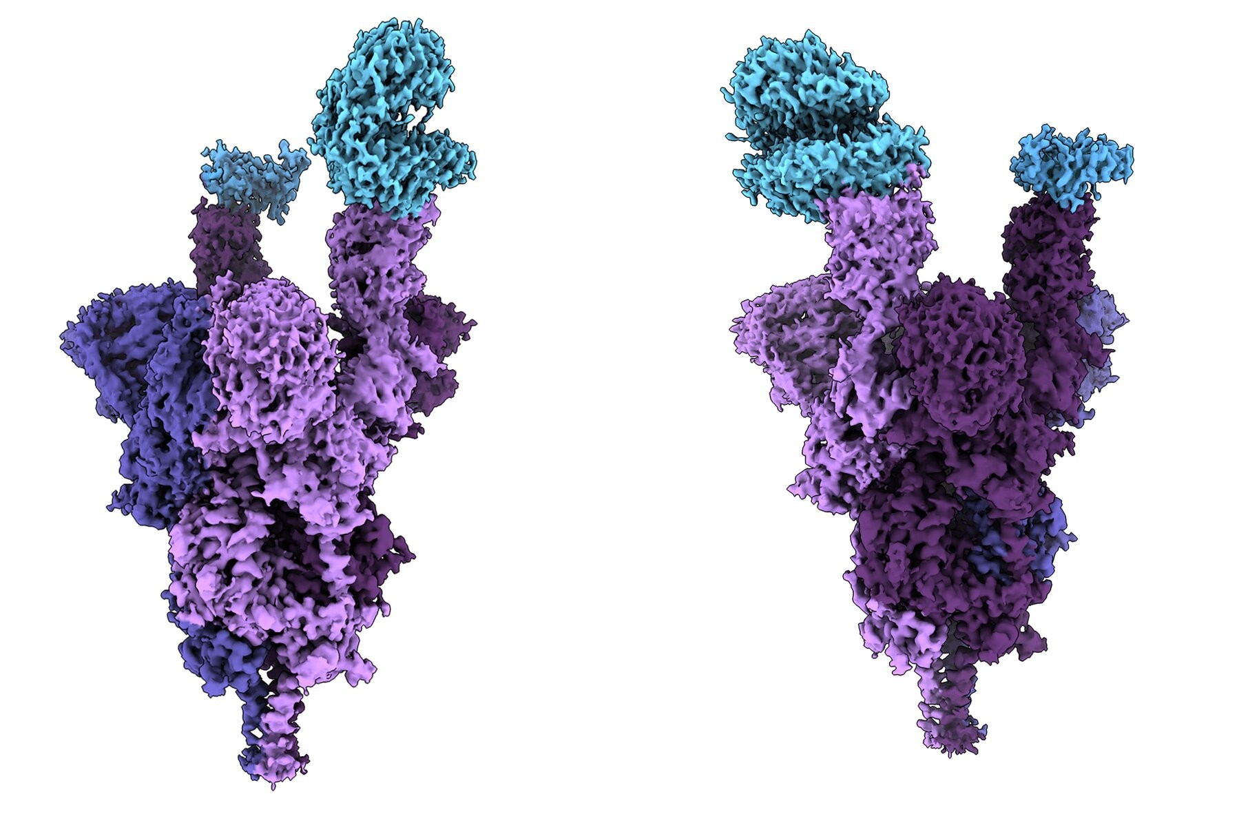 Na imagem, a proteína spike da variante ômicron (em roxo) ligada ao receptor da célula humana (em azul) (Foto: UBC Faculty of Medicine)