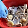 Foto: (Imagem de cogumelos em uma bacia / Getty Images/Via BBC)