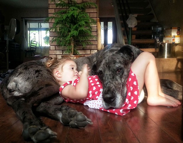 bebês e cachorros gigantes (Foto: reprodução)