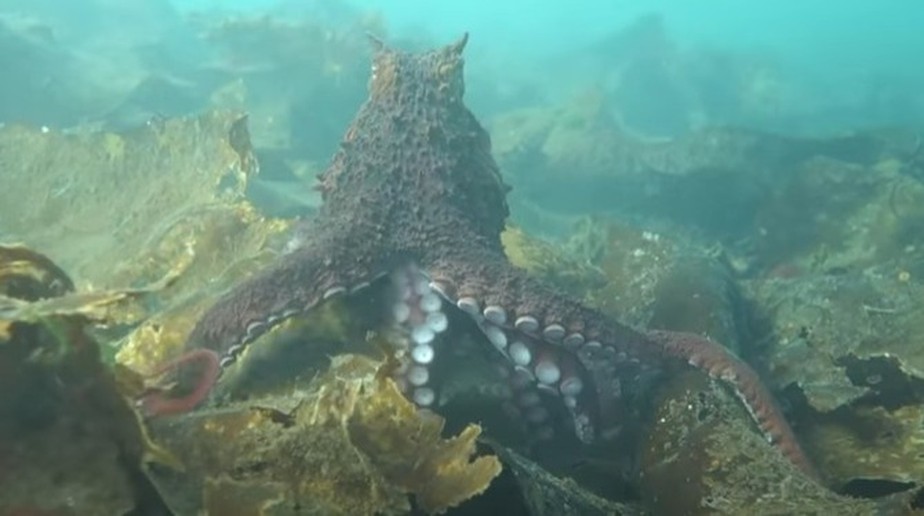 Polvo gigante do Pacífico é encontrado por mergulhadores no Canadá