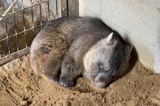 Wain dormindo em sua jaula no zoológico (Foto: GWR / Reprodução)