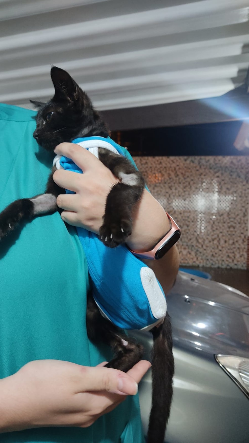 asomadetodosafetos.com - Moradores de Praia Grande tentam salvar gatinhos de casa que será demolida