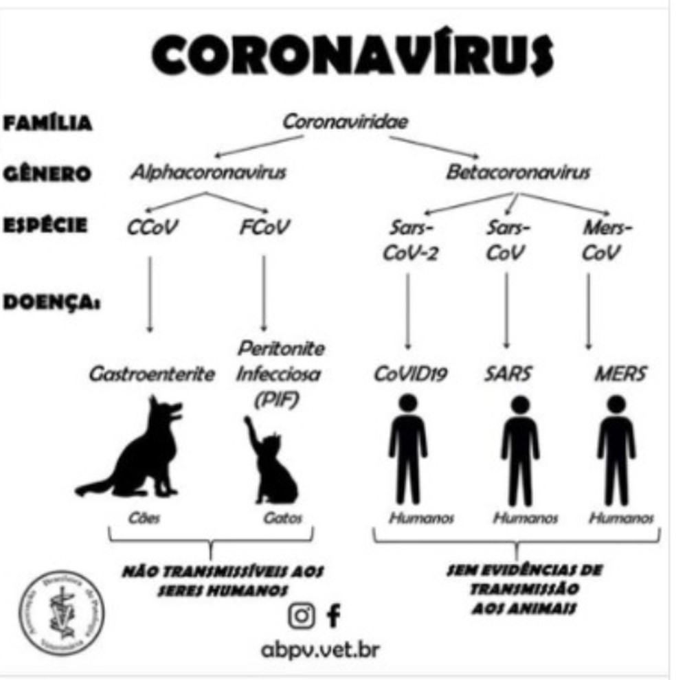 Diagrama mostra a família coronavírus — Foto: Reprodução