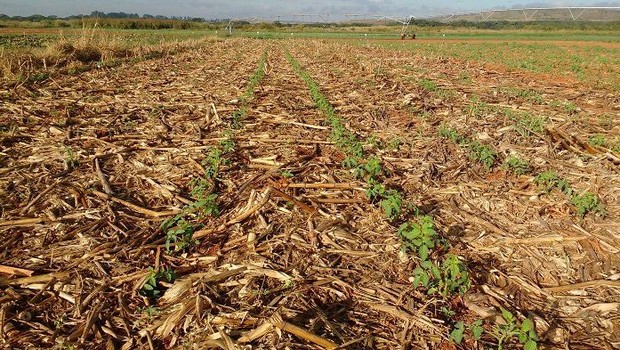 BBC- Plantação de tomate feita sobre a palha da safra anterior (Foto: Embrapa via BBC News Brasil)