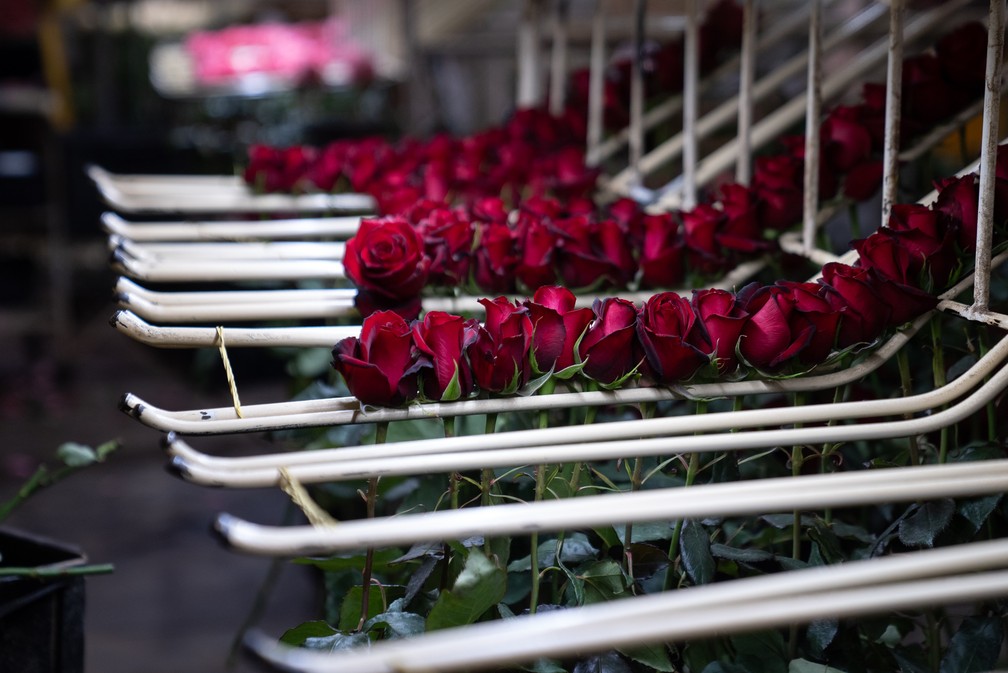 Seleção das rosas durante o processo de embalagem— Foto: Marcelo Brandt / g1