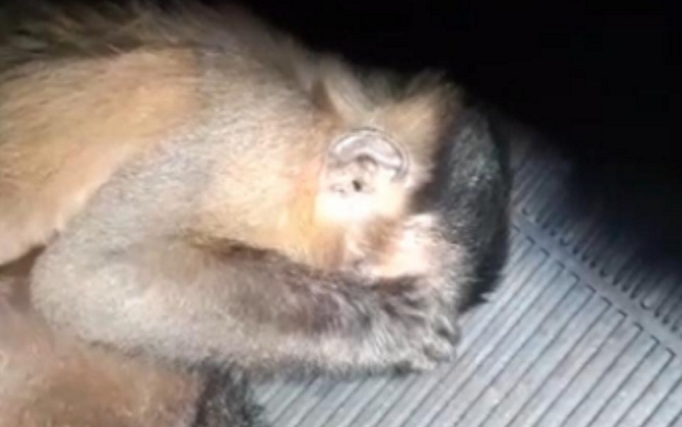Macaco esconde o rosto após ser resgatado na BR-050, em Cumari, Goiás — Foto: Divulgação/PRF