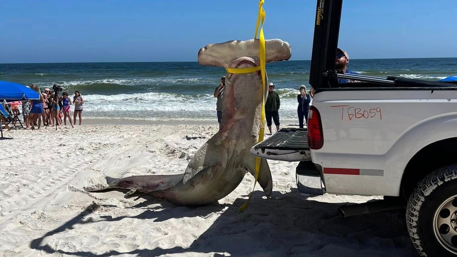 Tubarão-martelo fêmea que apareceu morta em praia nos EUA estava grávida de 40 filhotes
