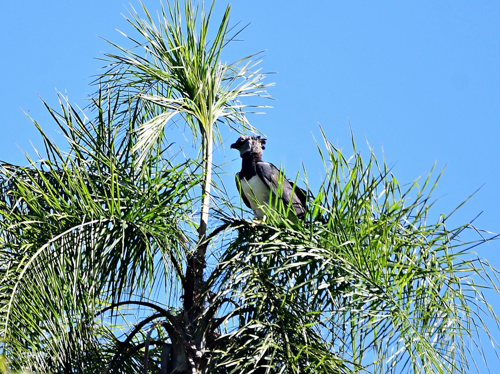 Harpia E Fotografada No Parana Pela Primeira Vez Na Historia Terra Da Gente G1