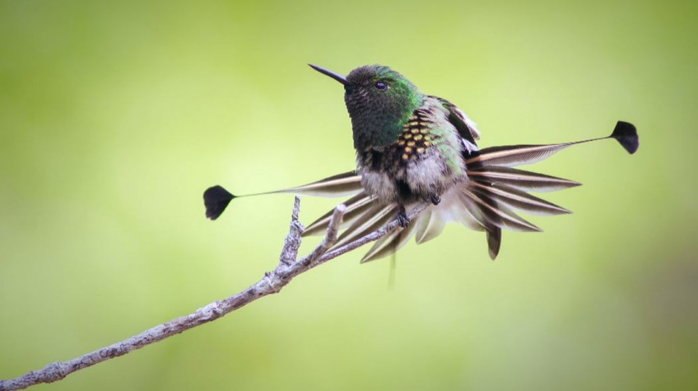 Beija-flor bandeirinha &eacute; um dos mais raros do Brasil. &mdash; Foto: Norton Santos/Arquivo Pessoal