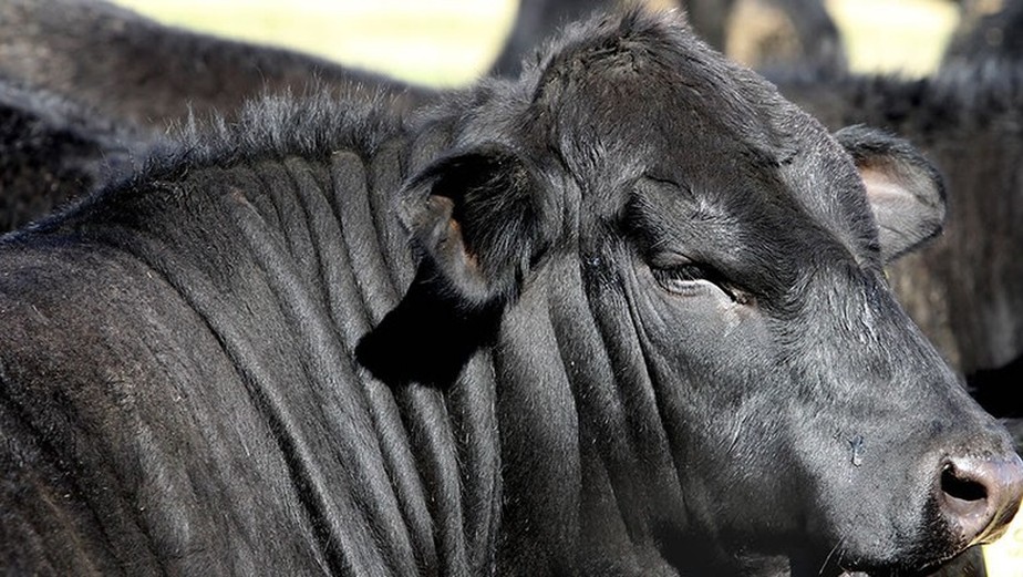 Registros de gado ultrablack vêm crescendo no Brasil