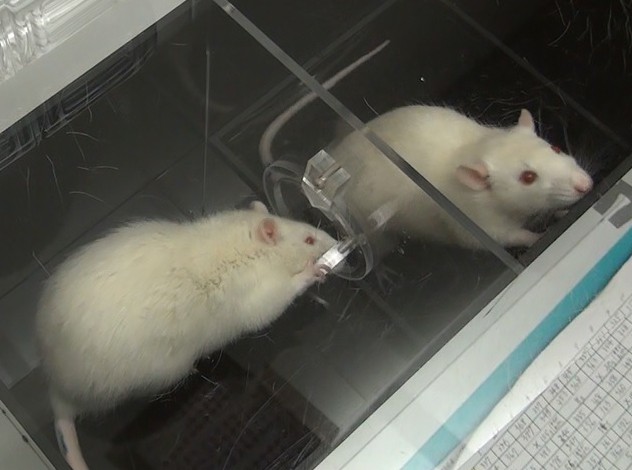 rato ajuda seu companheiro (Foto: Reprodução)