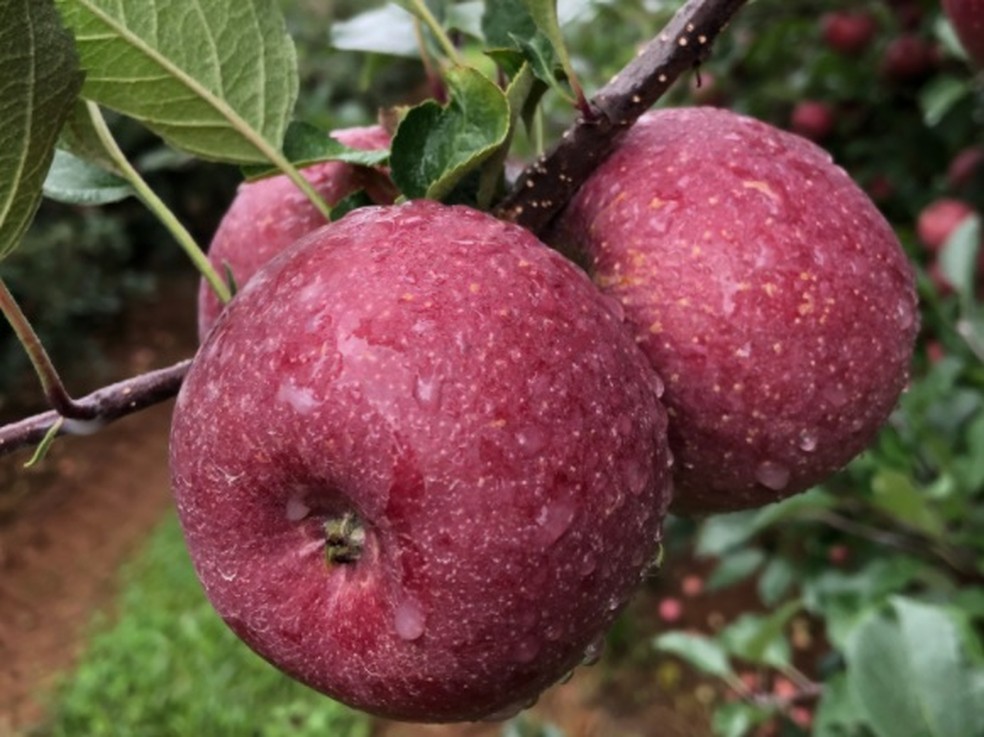 Colheita da maçã fuji no Brasil vai do final de março até maio — Foto: Divulgação/Embrapa