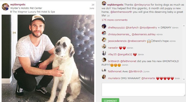 Centro de animais confirmou que Miley Cyrus ajudou Liam Hemsworth a adotar cachorrinha (Foto: Reprodução/Instagram)
