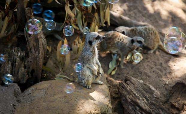 Animais brincam com as bolhas de sabão (Foto: Divulgação)
