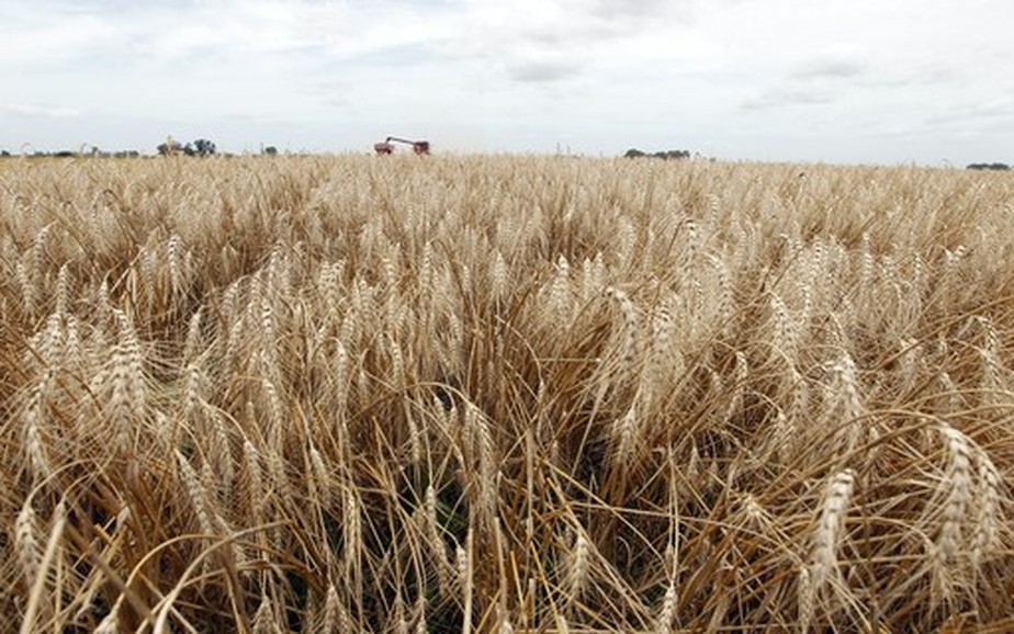 Os contratos mais negociados do trigo caíram mais de 2%
