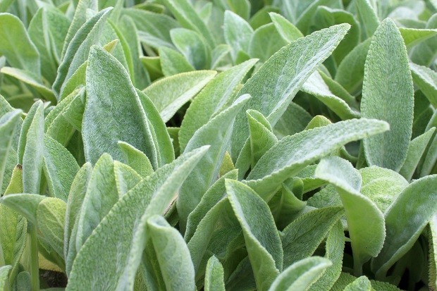 Natural backgound of soft, green lamb's ear, stachys byzantina, leaves. (Foto: Getty Images/iStockphoto)
