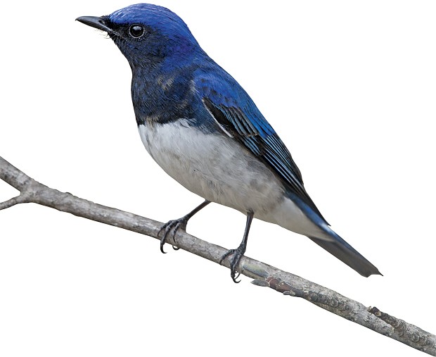 Pássaro azul (Foto: GQ Brasil)