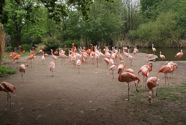 Phoenicopterus chilensis — Flamingos (Foto: Хомелка/ Wikimedia Commons/ CreativeCommons)