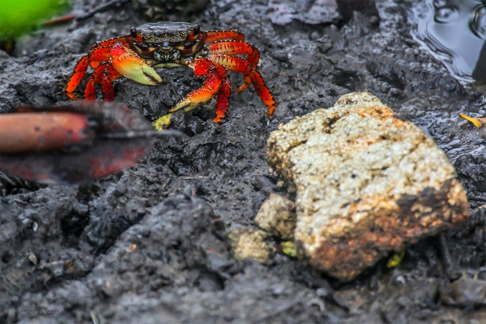 Tem&aacute;tica do meio ambiente &eacute; retratada atrav&eacute;s dos manguezais &mdash; Foto: Canind&eacute; Soares
