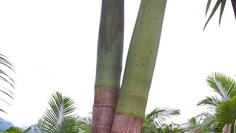 gr-responde-Ambrosio-Hafemann-palmeira (Foto: Arquivo Pessoal/Ambrosio Hafemann)