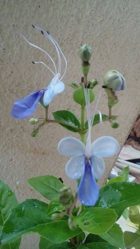 gr-responde-borboleta-azul-clerodendro-azul-Clerodendrum ugandense-arbusto (Foto: Regina Nascimento/ Arquivo Pessoal)