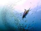 Brasileiro clica marlim azul atacando corrida das sardinhas na África do Sul  