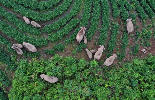 PU'ER, CHINA - AUGUST 07: An aerial view of a herd of wild Asian elephants strolling through a village at Ning'er Hani and Yi Autonomous County on August 7, 2021 in Pu'er, Yunnan Province of China. (Photo by Wang Zhengpeng/VCG via Getty Images) (Foto: VCG via Getty Images)